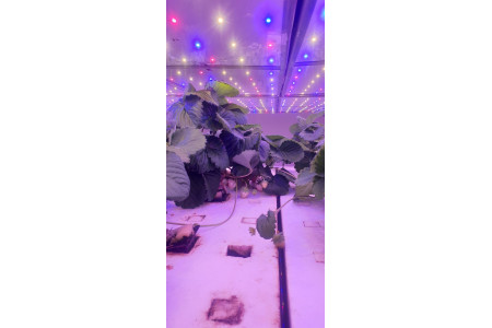 多頻譜植物燈LED